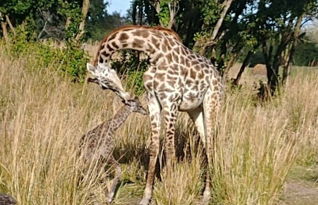 Meet The Newest Resident of Animal Kingdom!