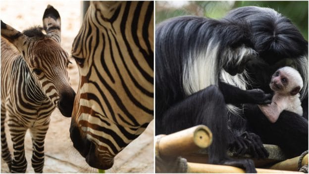 The Stork has Arrived at Animal Kingdom – the Newest Baby Animals of 2020!