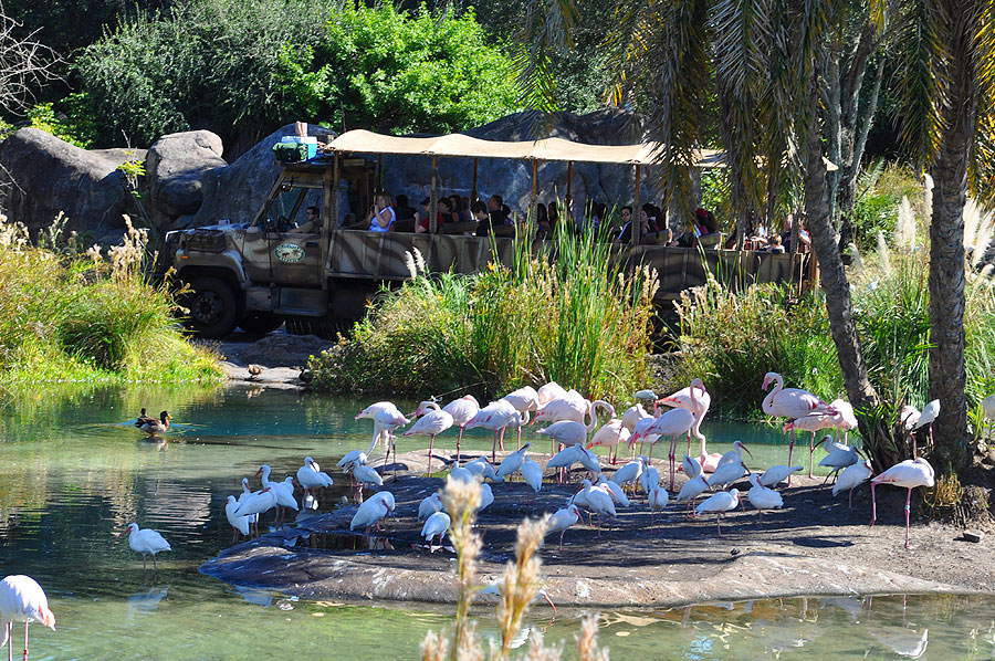 Kilimanjaro Safaris