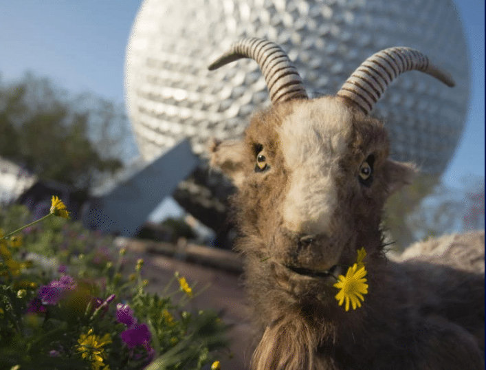 The Low Down on Billy the Goat